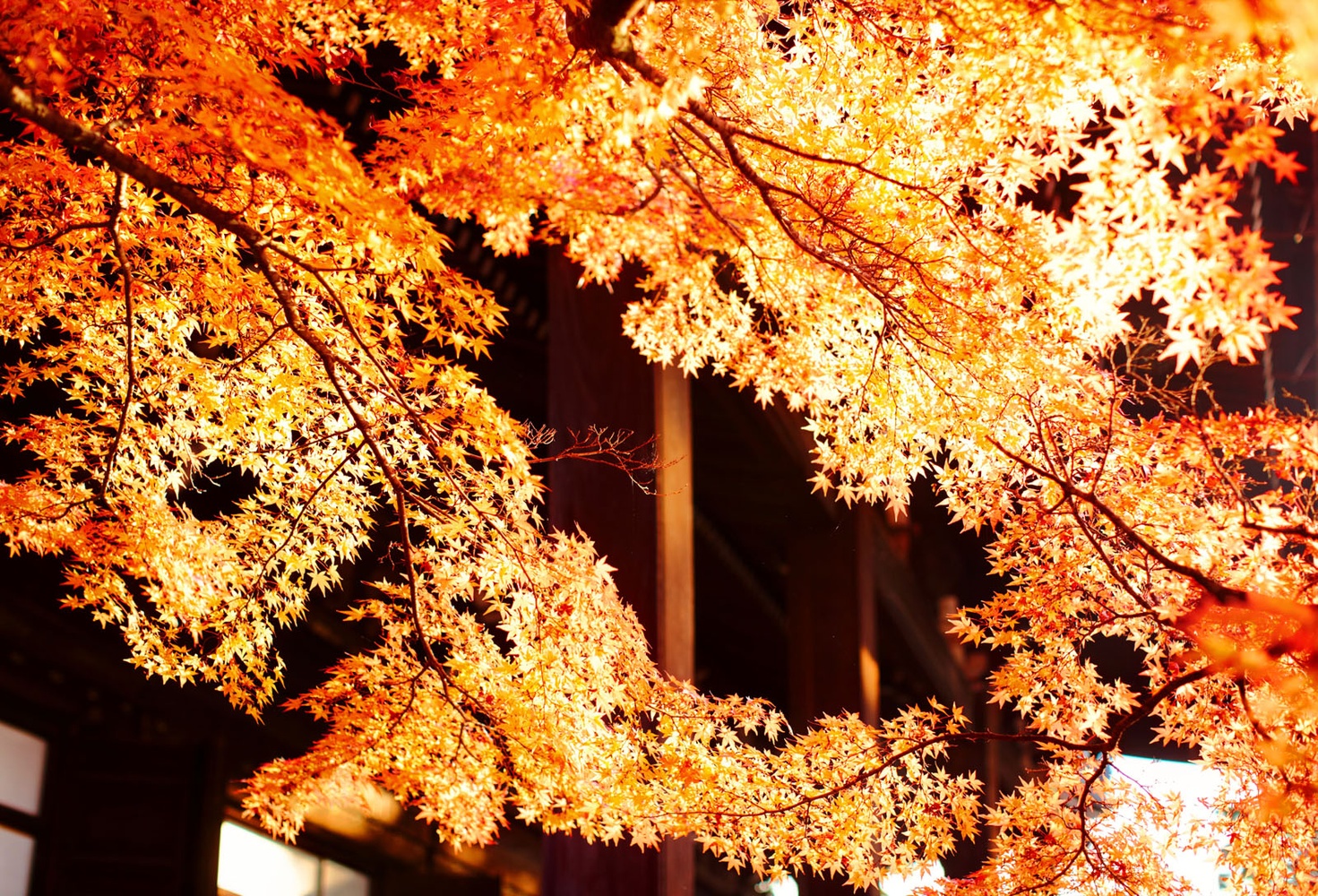 Herbstlaub, Kyoto