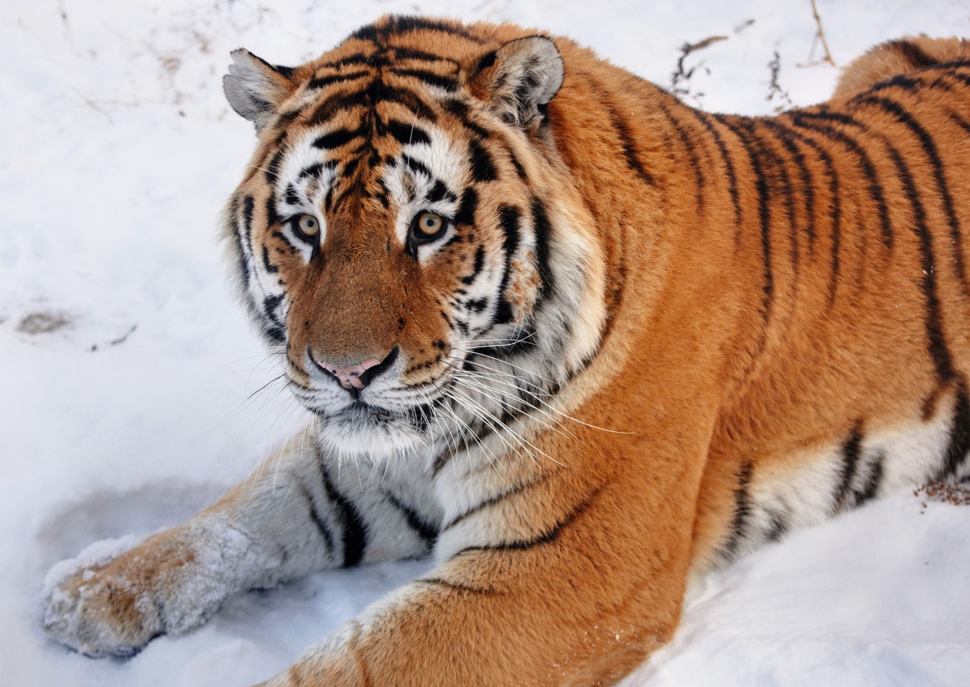 Sibirischer Tiger, Harbin