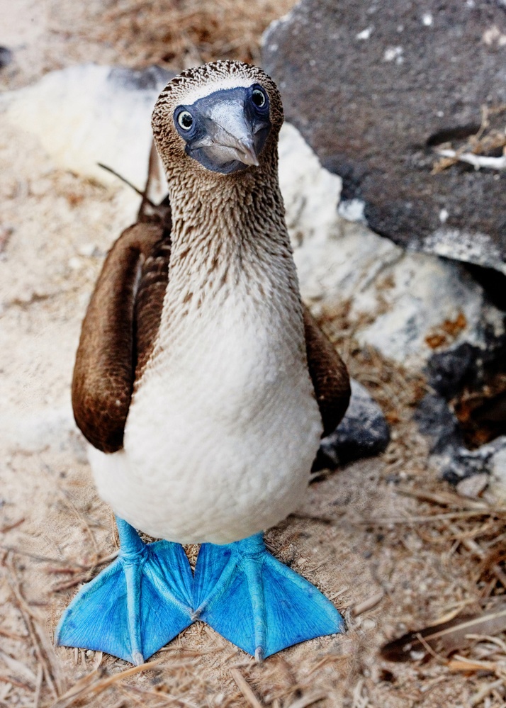 Blaufusstoelpel, Galapagos