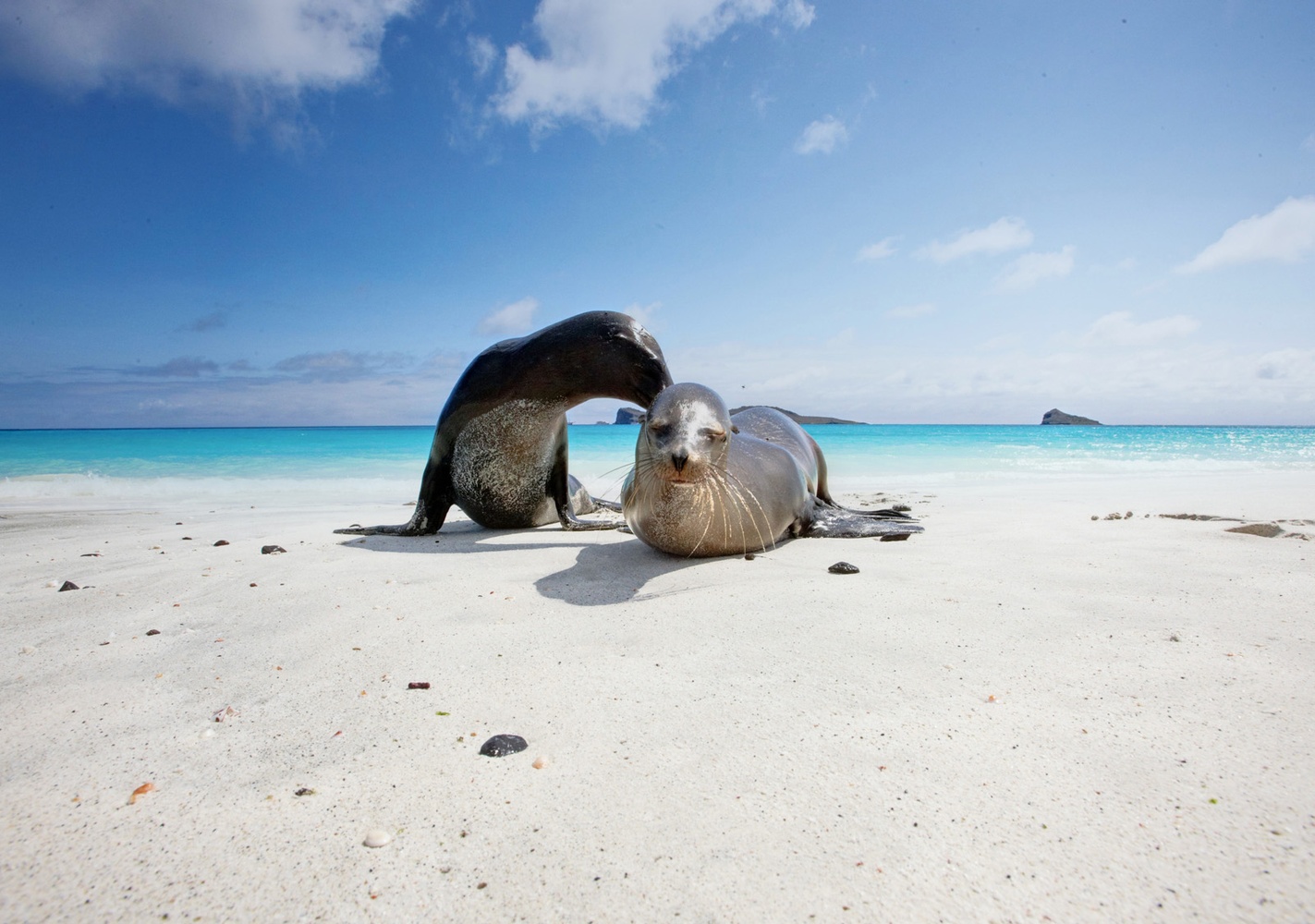 Seehunde, Galapagos